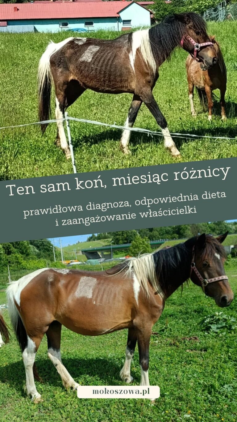 Porównanie koni (1)