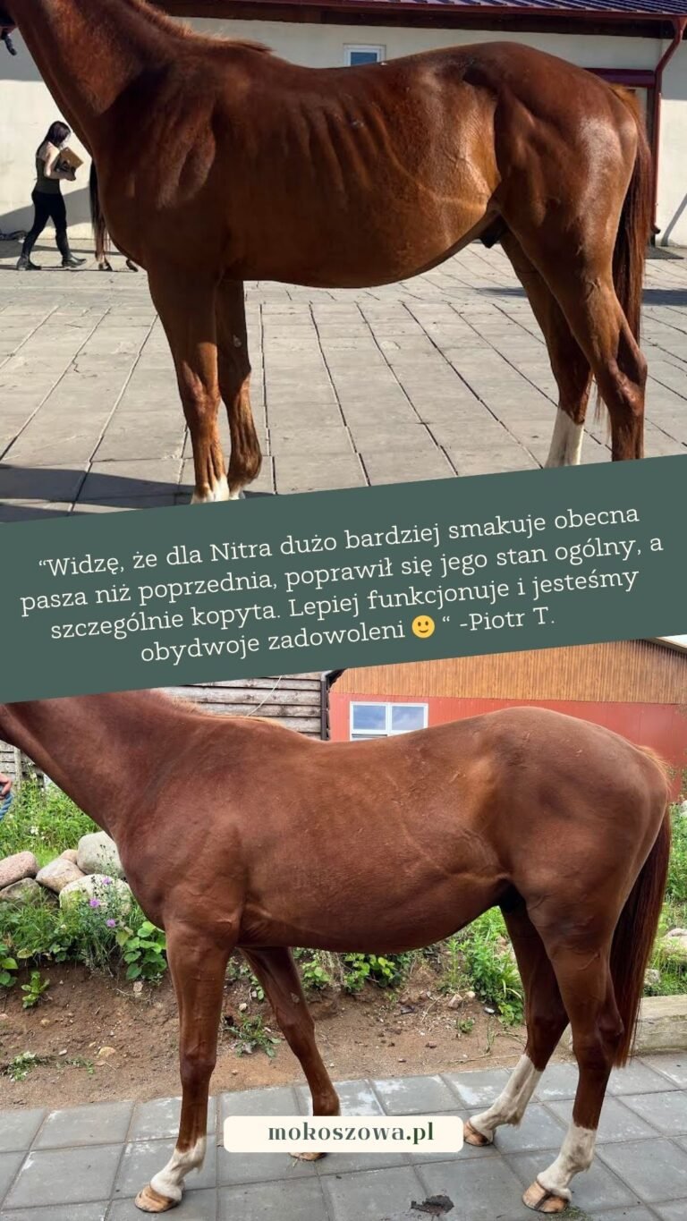 Porównanie koni