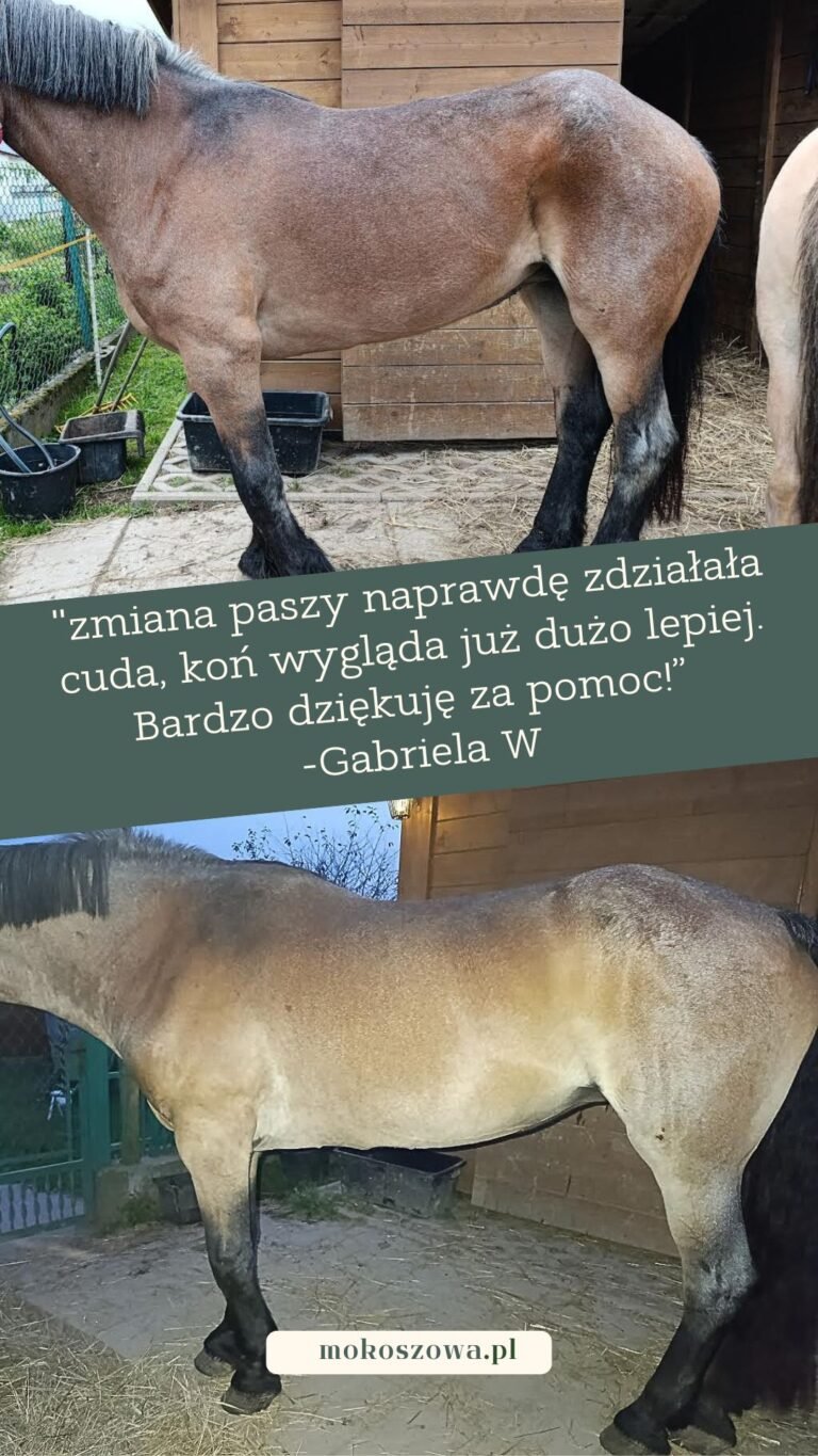 Porównanie koni